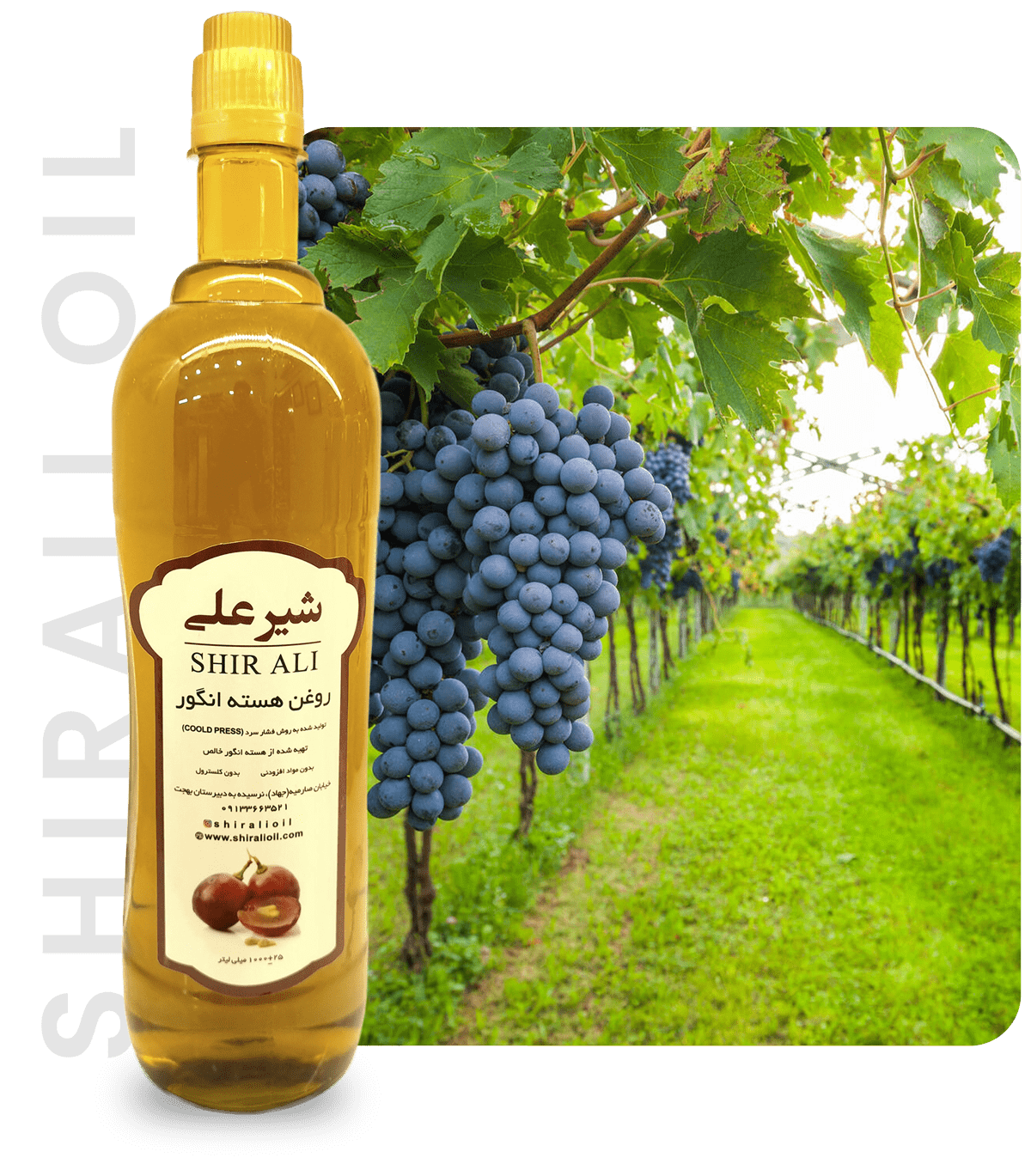 shirali oil 01